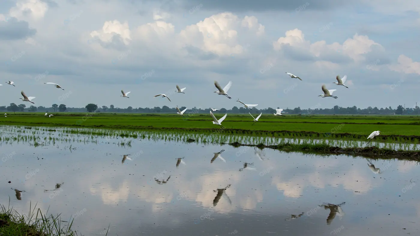 Egrets in Flight Over Rice Paddy