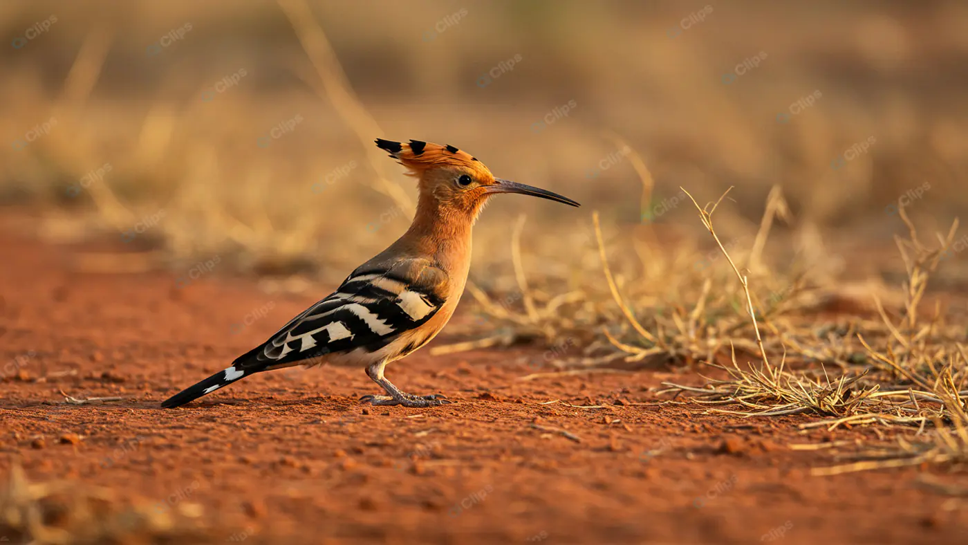 Vibrant Hoopoe on Arid Ground