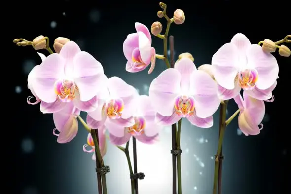 Elegant Pink Orchids Blooming on Dark Background with Bokeh Effects