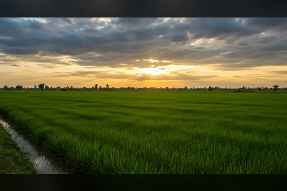 Green Paddy Field Landscape at Sunset | Indian Farming Village Background | AIClips