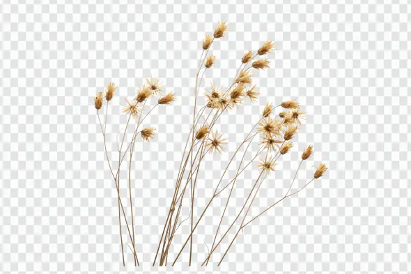 Golden Dried Wildflower Stems Nature Inspired PNG