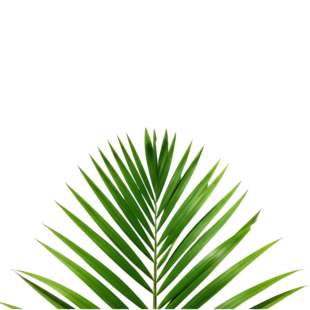 Tropical Green Palm Frond PNG Clipart