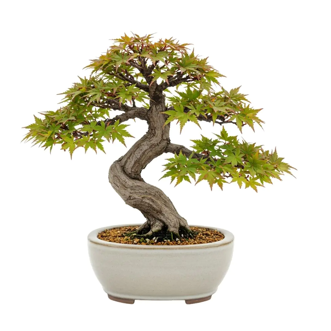 Elegant Japanese Maple Bonsai Tree PNG Clipart