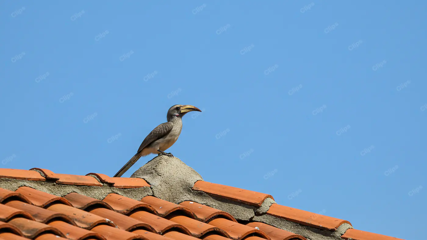 Hornbill Perched on Terracotta Roof