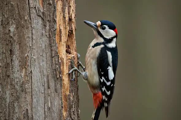 Exceptional Spotted Woodpecker on Tree Trunk