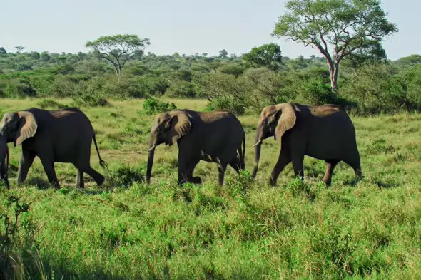 African Elephants Traversing Savanna