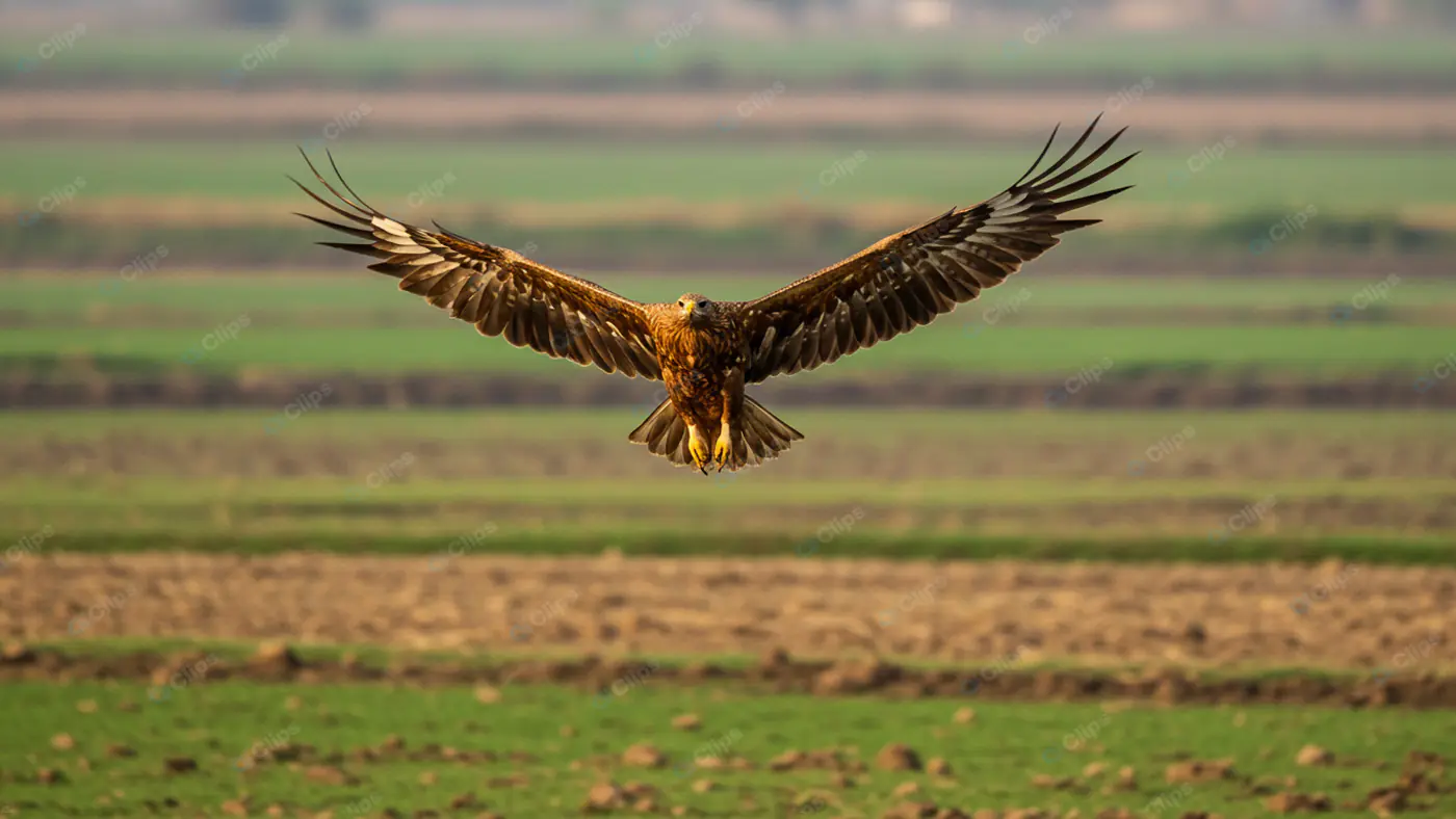 Majestic Eagle in Flight