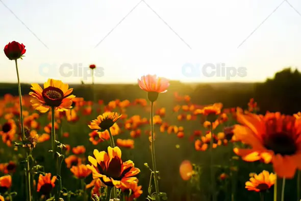 Field of Vibrant Flowers at Sunset