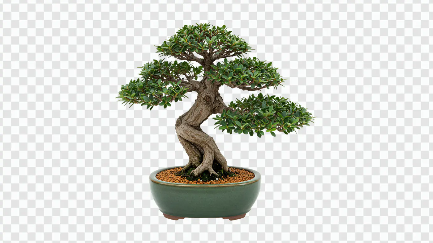 Miniature Bonsai Tree in Ceramic Pot PNG