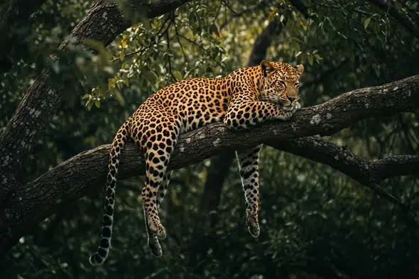 Leopard Resting on a Tree Branch