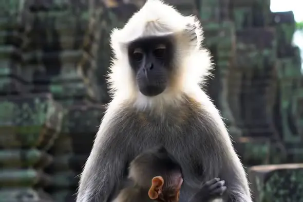 Temple Langur Monkey with Baby in Sacred Ruins