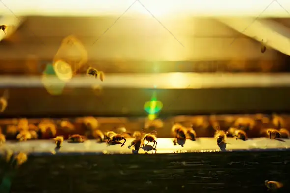 Close-Up of Bees Buzzing Around in Golden Sunlight