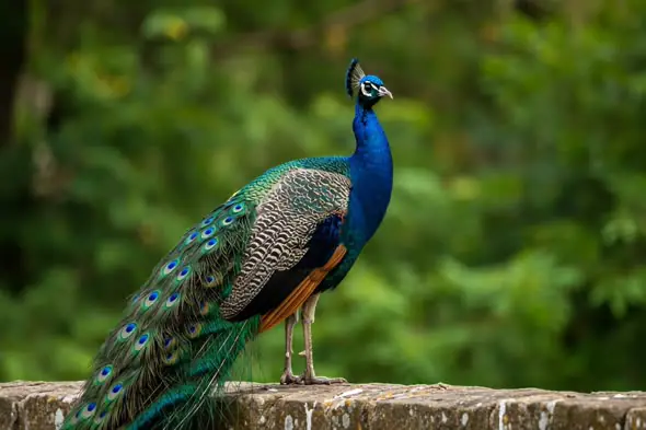 Indian Peacock Standing Gracefully in Nature Wildlife