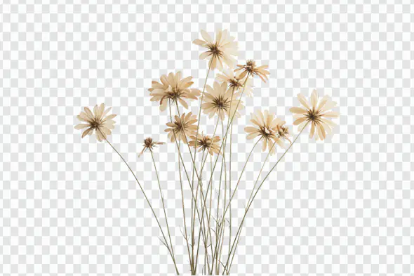 Delicate Dried Daisy Bouquet PNG Clipart