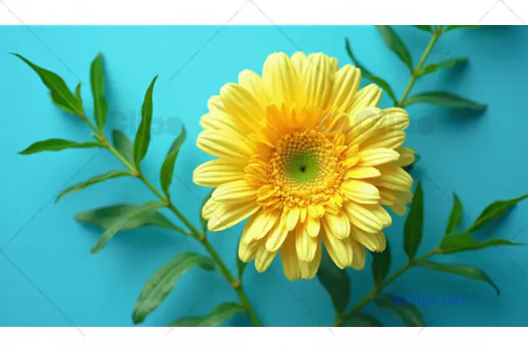 Yellow Daisy on Blue Background