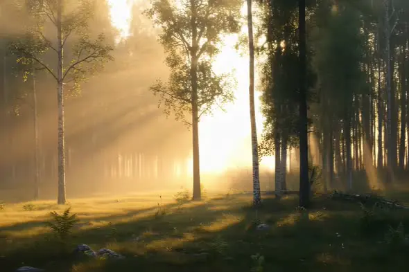 Enchanting Forest Sunrise Rays Illuminating Misty Woodland