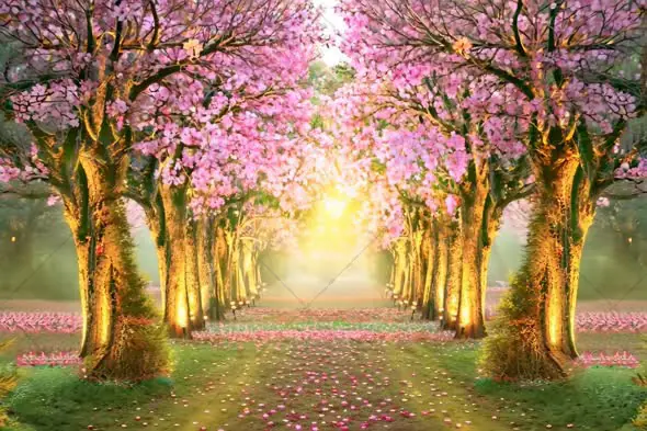 Enchanting Cherry Blossom Pathway with Golden Sunrise