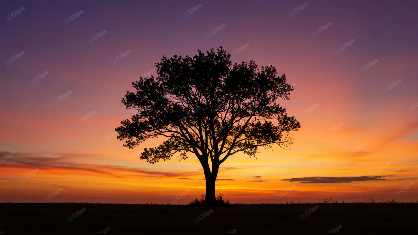 Solitary Tree Silhouette at Dusk