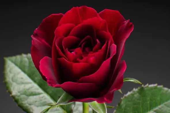 Blooming Deep Red Rose in Dramatic Lighting Against Dark Background