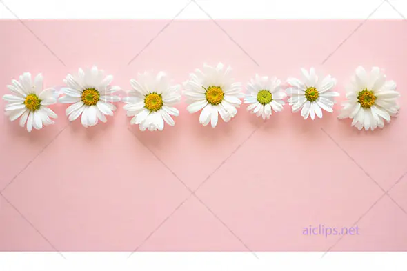 Daisy Row on Pink