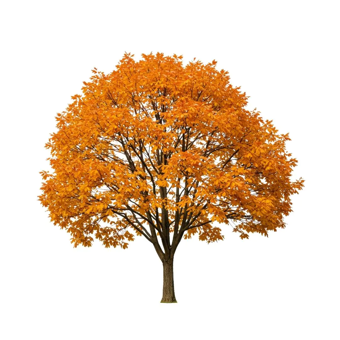 Vibrant Autumn Maple Tree with Golden Foliage PNG