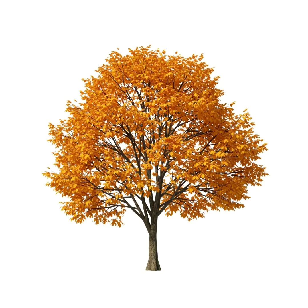 Majestic Autumn Tree with Golden Foliage PNG