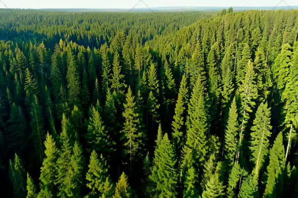 Aerial View of Lush Evergreen Forest