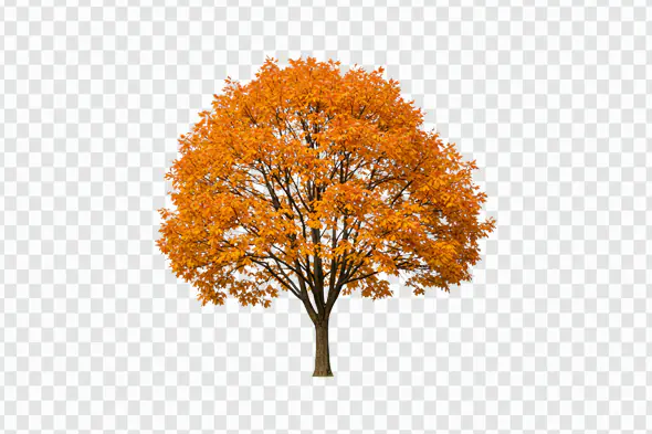 Vibrant Autumn Maple Tree with Golden Foliage PNG