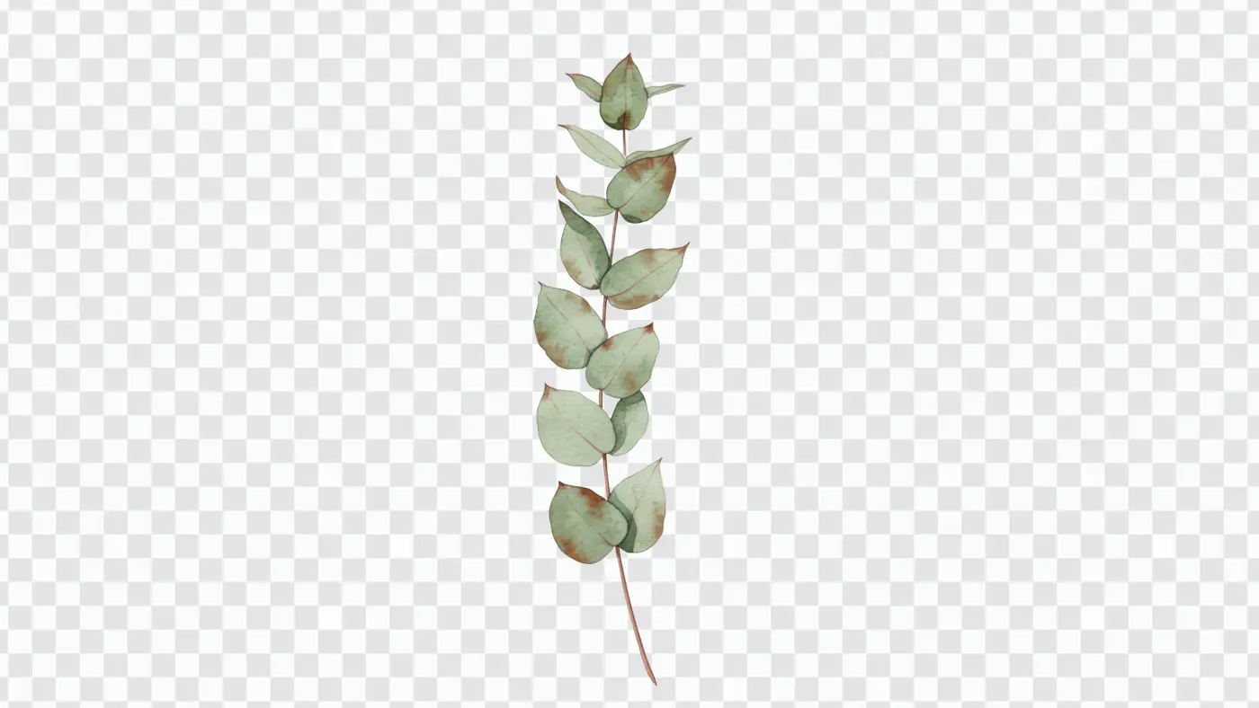 Elegant Eucalyptus Branch Watercolor Illustration PNG