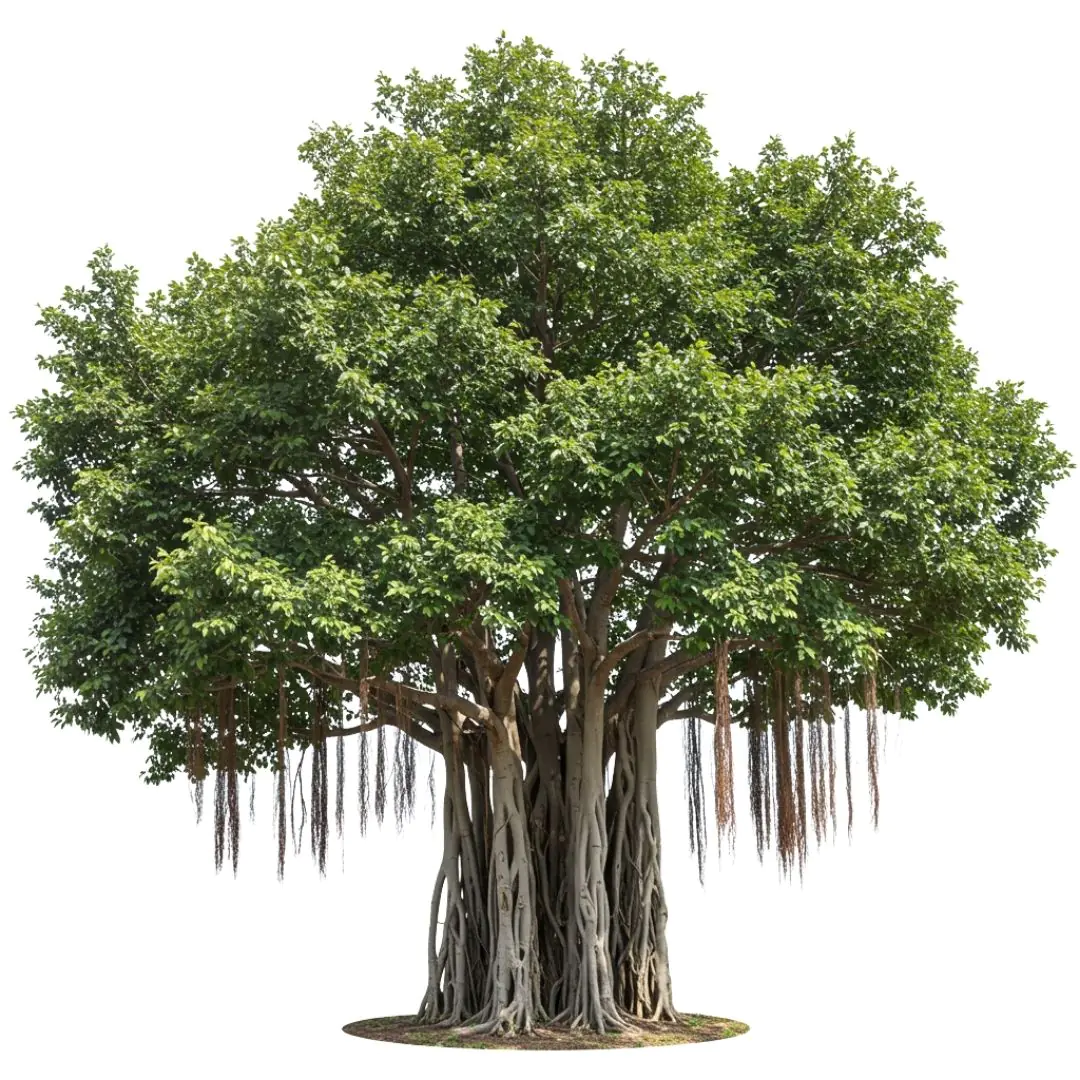 Majestic Banyan Tree with Aerial Roots PNG