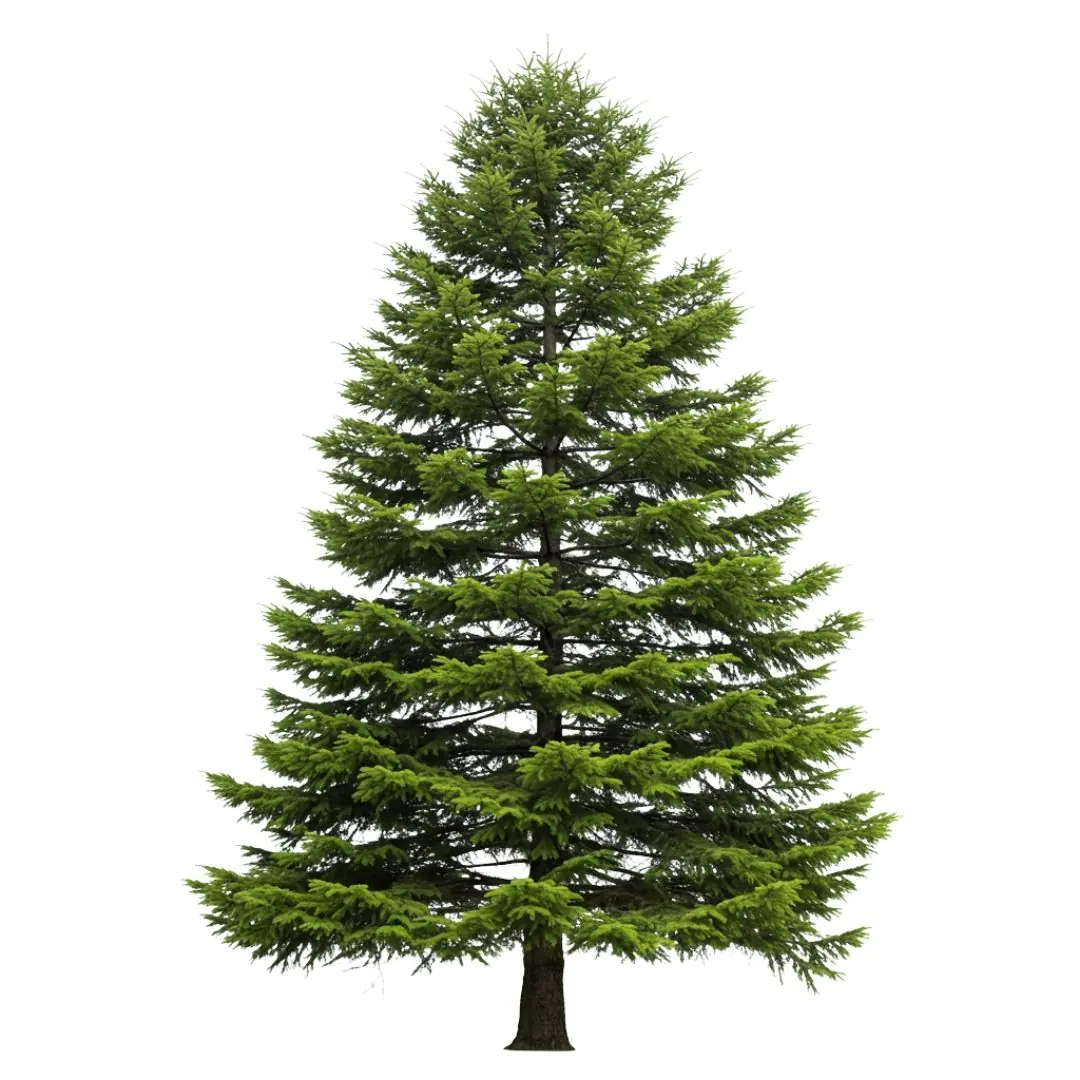 Majestic Coniferous Evergreen Tree Isolated PNG Clipart