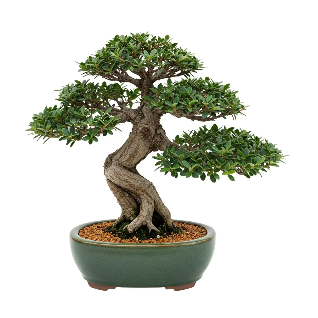 Miniature Bonsai Tree in Ceramic Pot PNG
