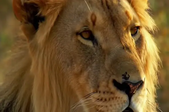 Intense Close-Up of a Wild Lion in Natural Habitat