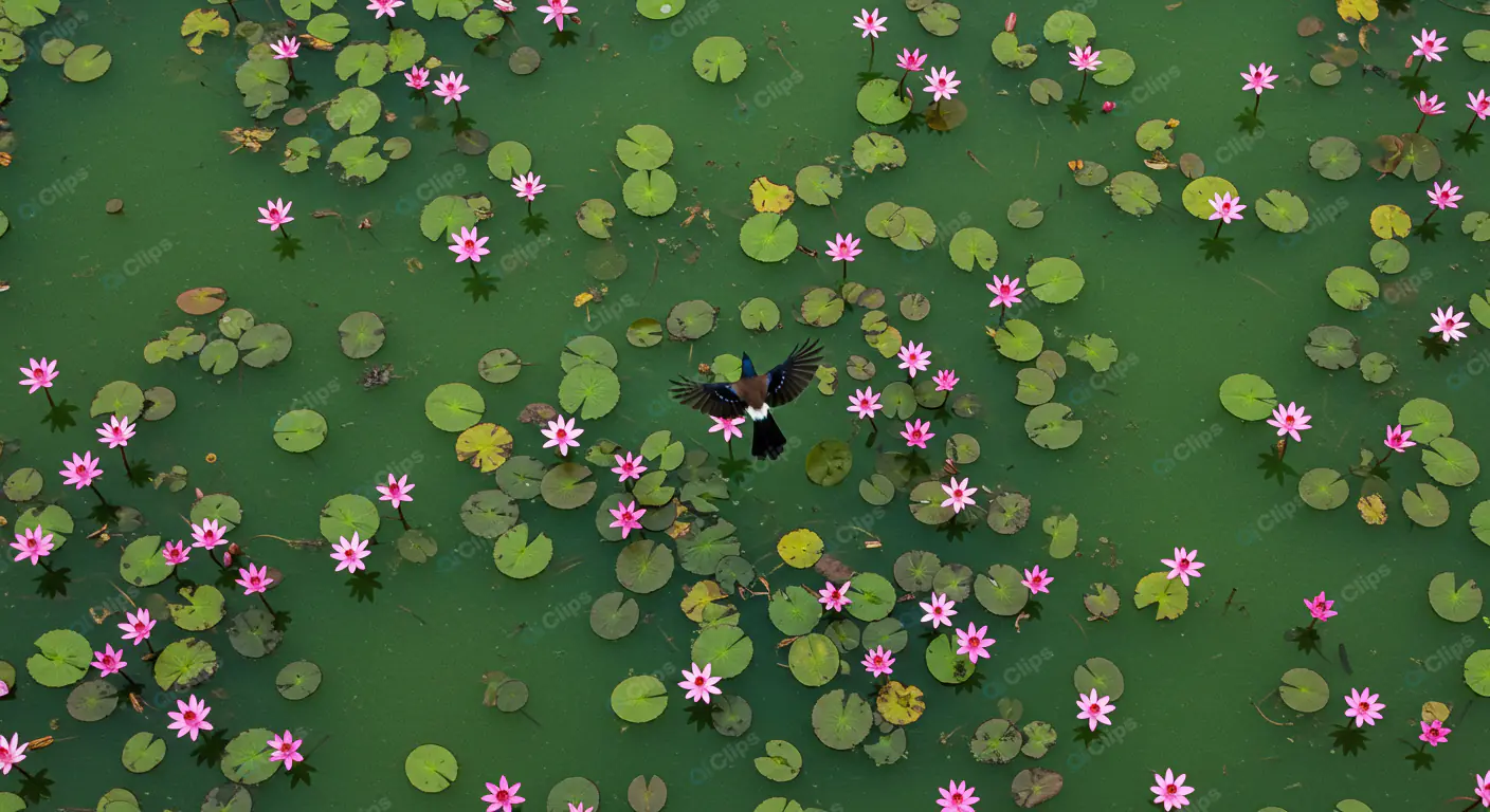 Lotus Pond with Bird in Flight