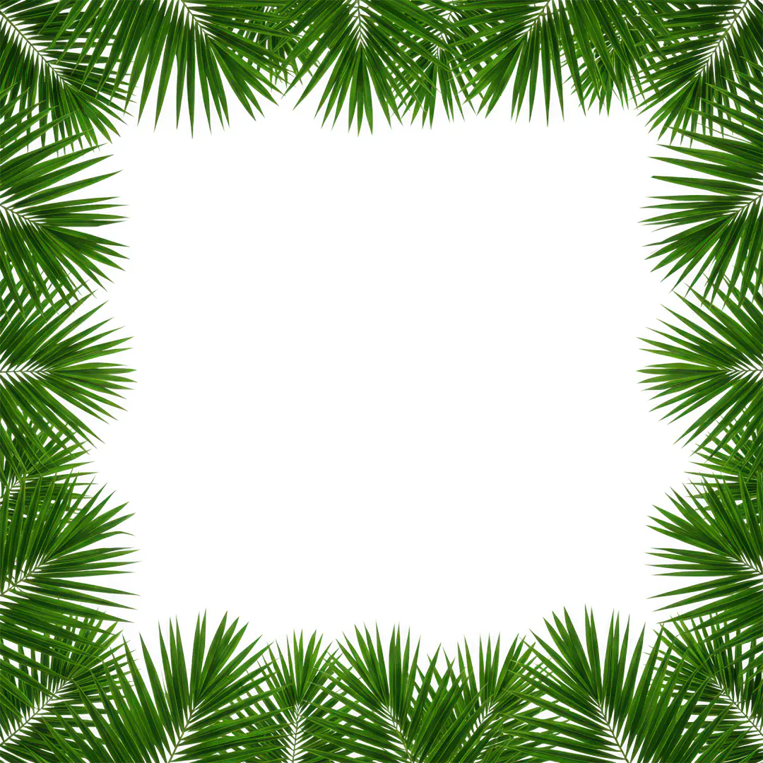 Tropical Palm Leaf Border Frame PNG Clipart