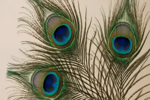 Close-Up of Peacock Feathers for Traditional and Artistic Indian Visuals
