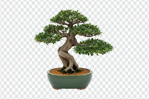 Miniature Bonsai Tree in Ceramic Pot PNG