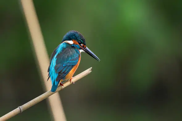 Kingfisher on Bamboo with Green Background