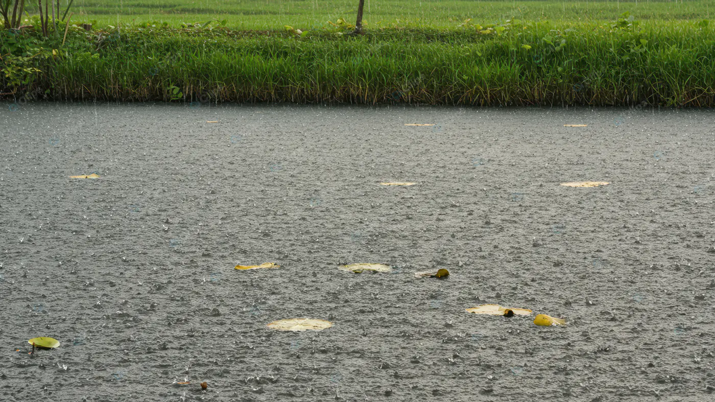 Raindrop-Speckled Pond Landscape