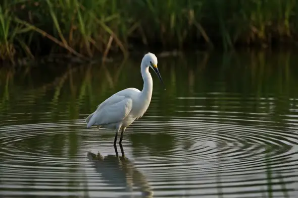 Elegant Egret Wading Through Calm Wetland Waters in India