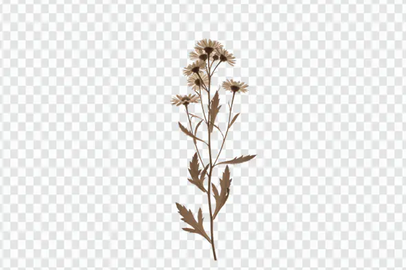 Delicate Dried Daisy Stem Botanical PNG Clipart