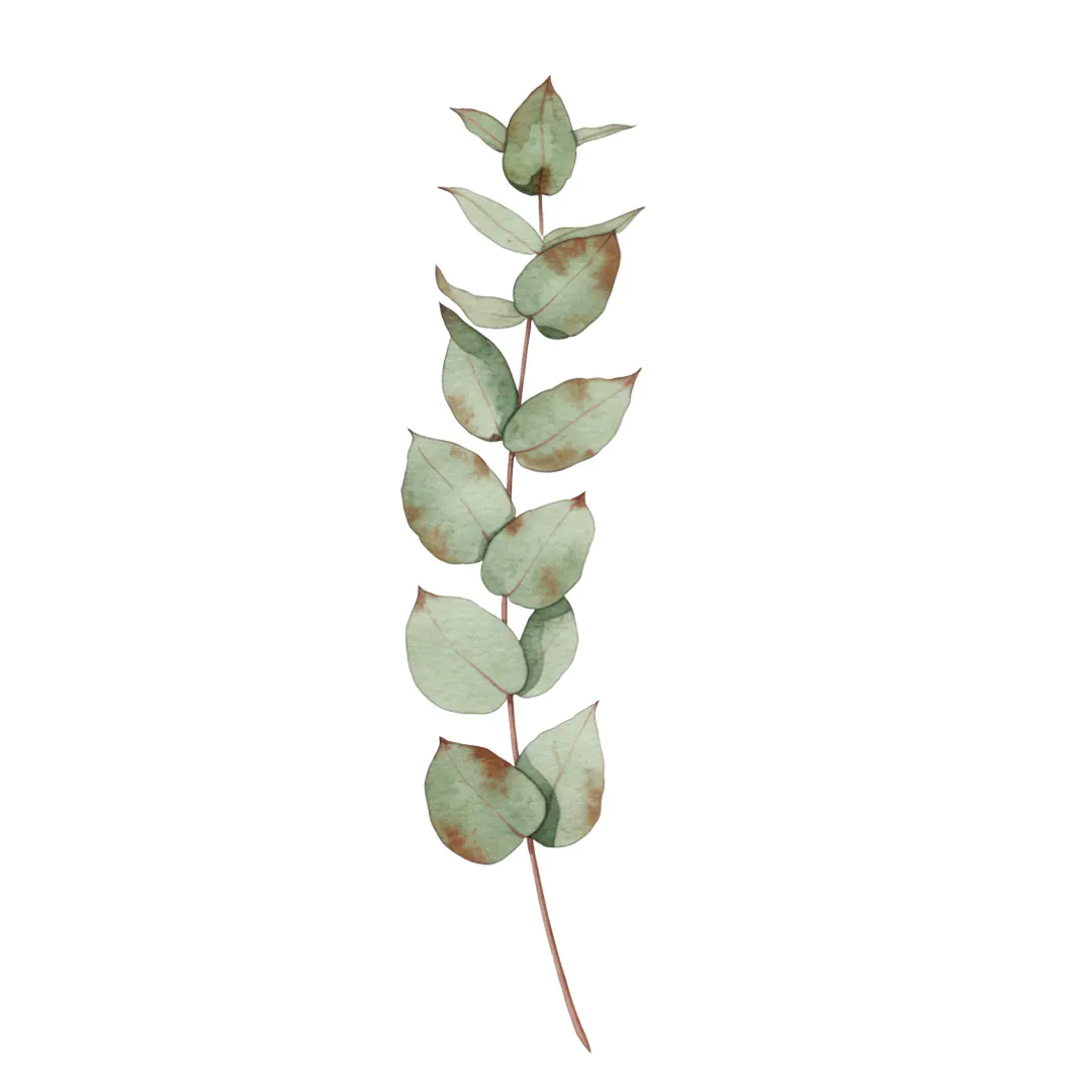 Elegant Eucalyptus Branch Watercolor Illustration PNG