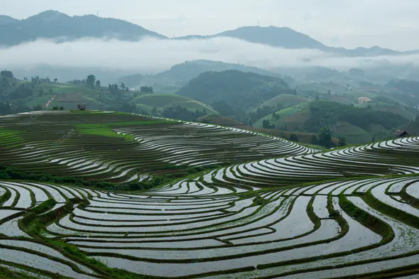 Terraced Rice Fields in Misty Mountains