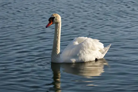 Elegant Swan Gliding on Tranquil Waters