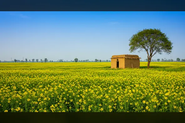 Mustard Flower Field with Mud House & Tree | Indian Rural Landscape by AIClips
