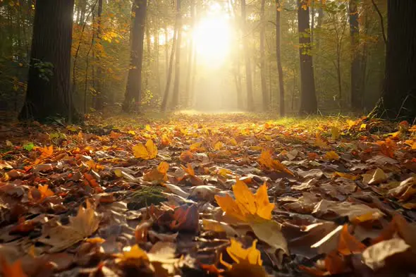 Enchanting Autumn Forest Bathed in Golden Sunlight