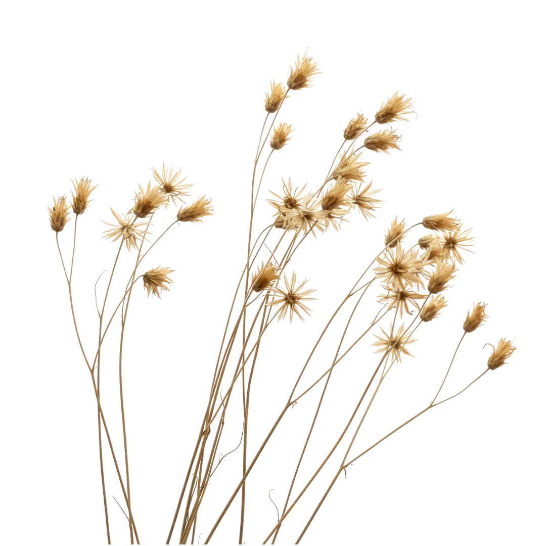 Golden Dried Wildflower Stems Nature Inspired PNG