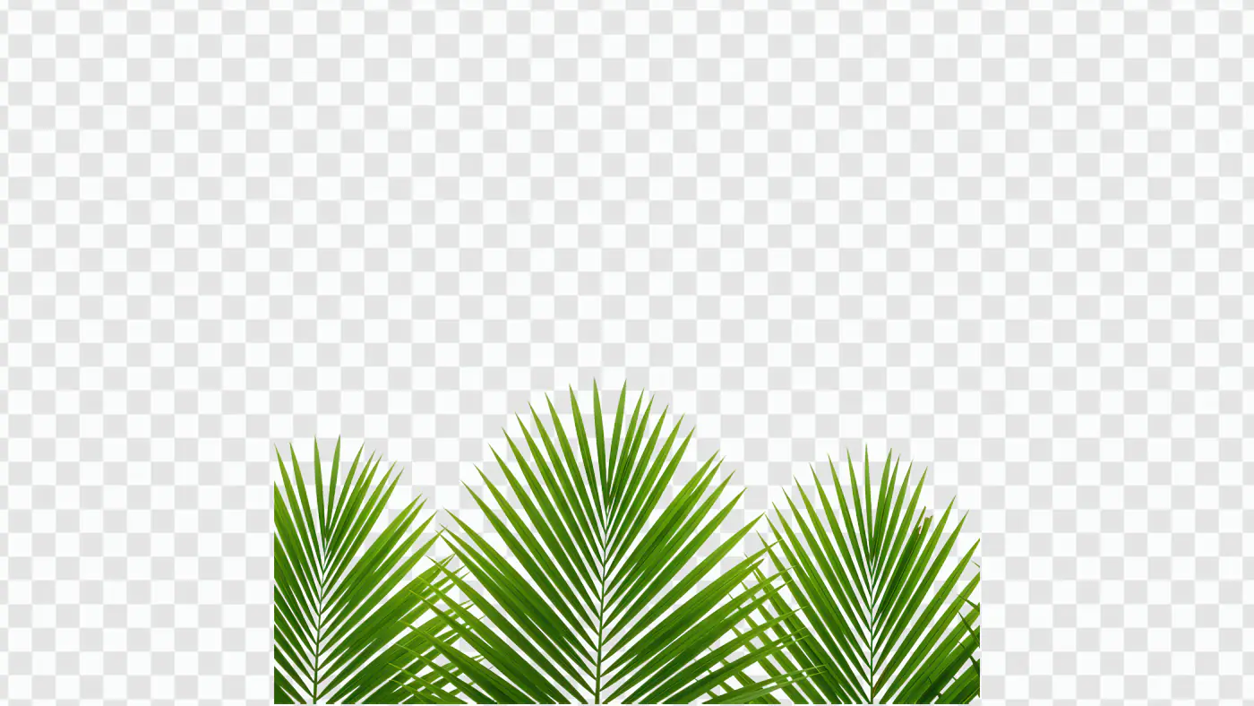 Tropical Palm Fronds Bottom Border PNG Clipart