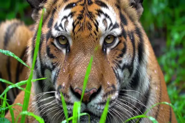 Close-Up of Bengal Tiger in the Wild with Intense Stare Amidst Greenery