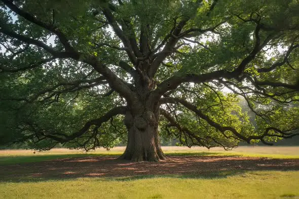 Ancient Oak Tree Majestic Branches Sprawling Countryside Landscape